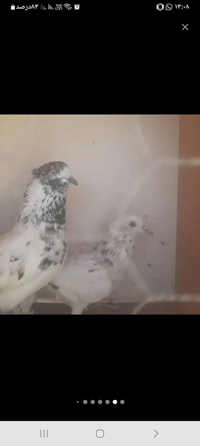 کبوتر|پرنده|اصفهان, بهرام‌آباد|دیوار