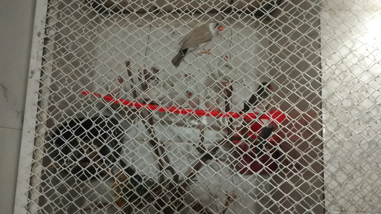 فنچ|پرنده|مشهد, حسین‌آباد|دیوار