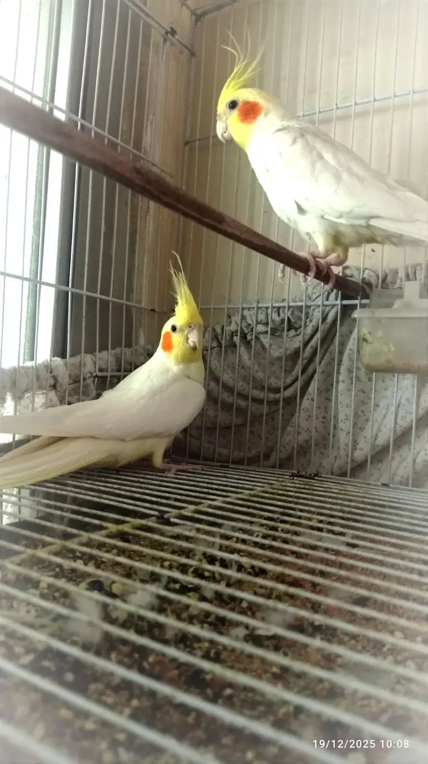 جوجه عروس - جفتی - دستی|پرنده|مشهد, ایثار|دیوار