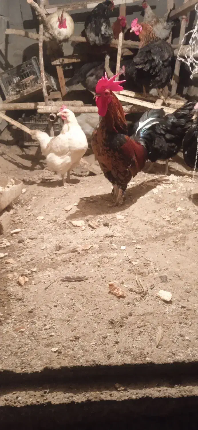 رباط کریم|حیوانات مزرعه|رباط‌کریم, رباط‌کریم|دیوار