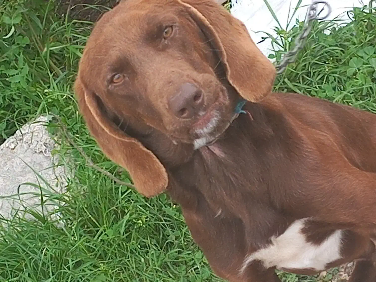 سگ پوینتر|سگ|لنگرود, |دیوار