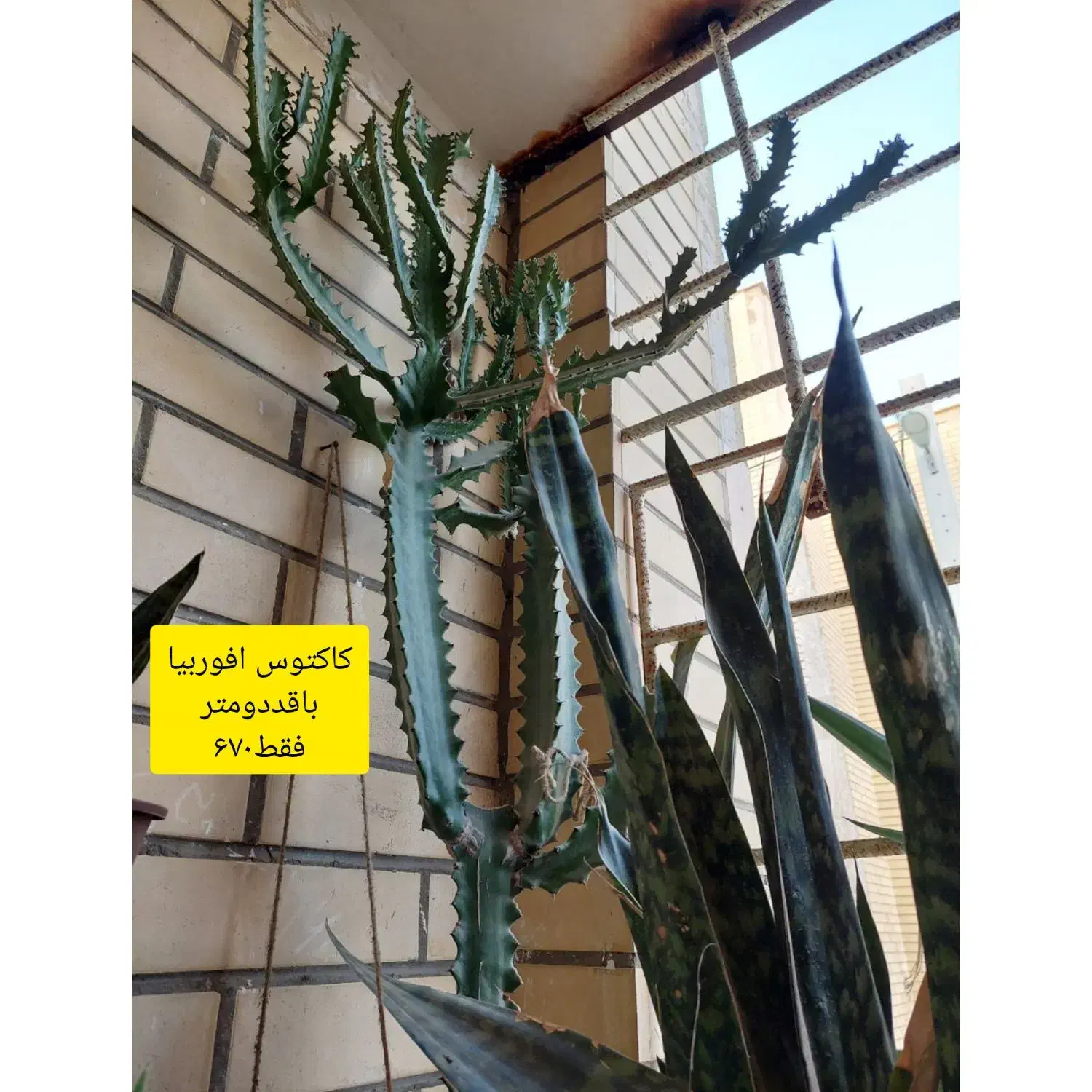 انواع گل باقیمت اقتصادی|گل و گیاه طبیعی|چابهار, |دیوار