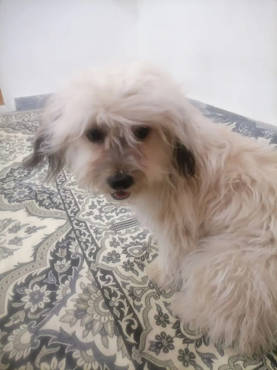 پامر.|سگ|قم, شاه ابراهیم|دیوار