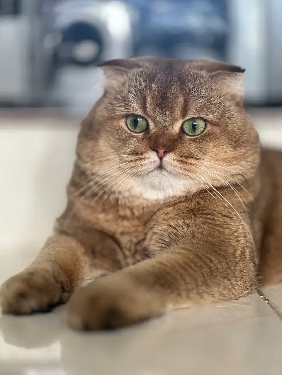 گربه استکاتیش فولد|گربه|میاندوآب, |دیوار