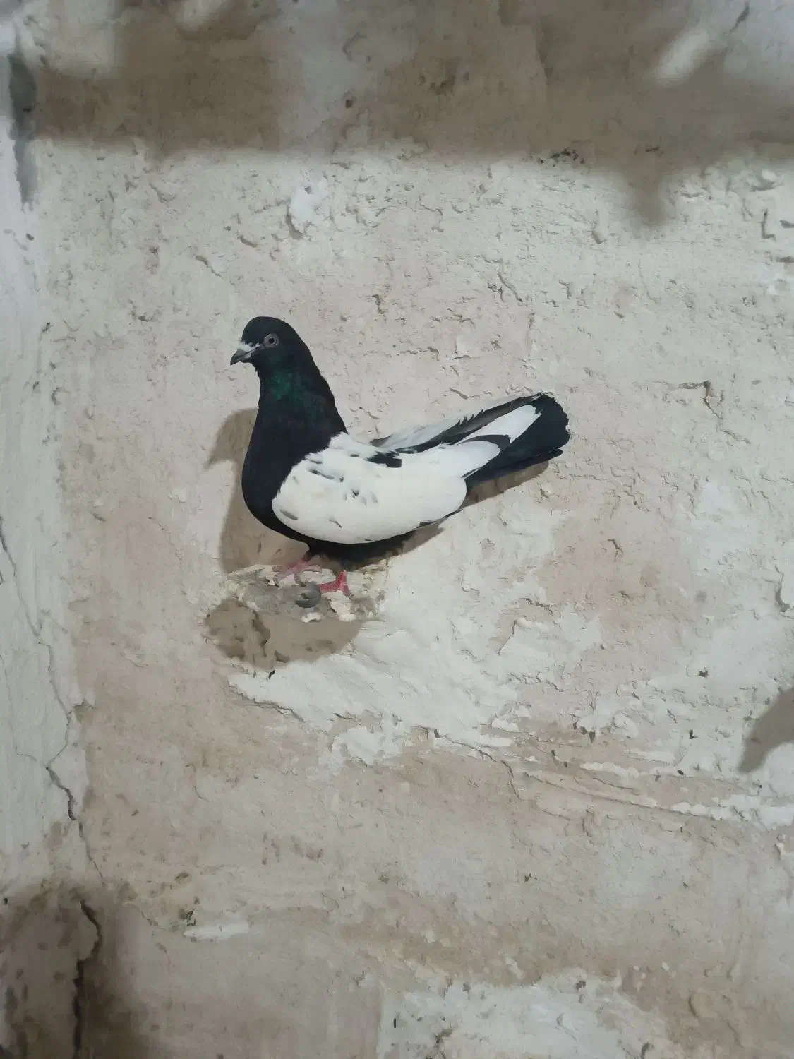 کبوتر|پرنده|فیروزآباد (لرستان), |دیوار