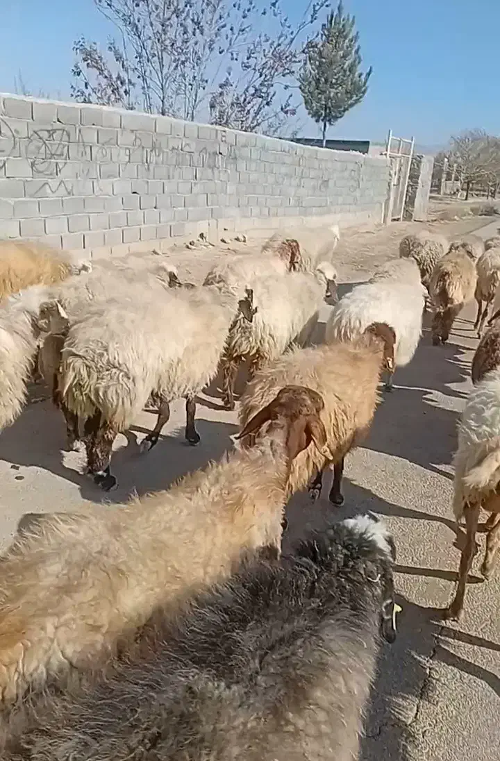 گم شدن گوسفندان|حیوانات مزرعه|قوچان, |دیوار