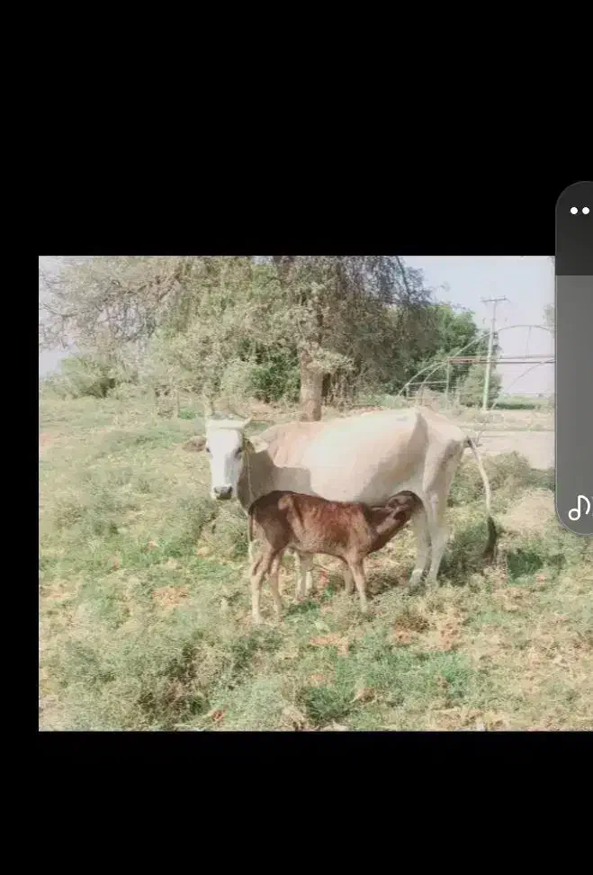 گاو فروشی|حیوانات مزرعه|گنبکی, |دیوار