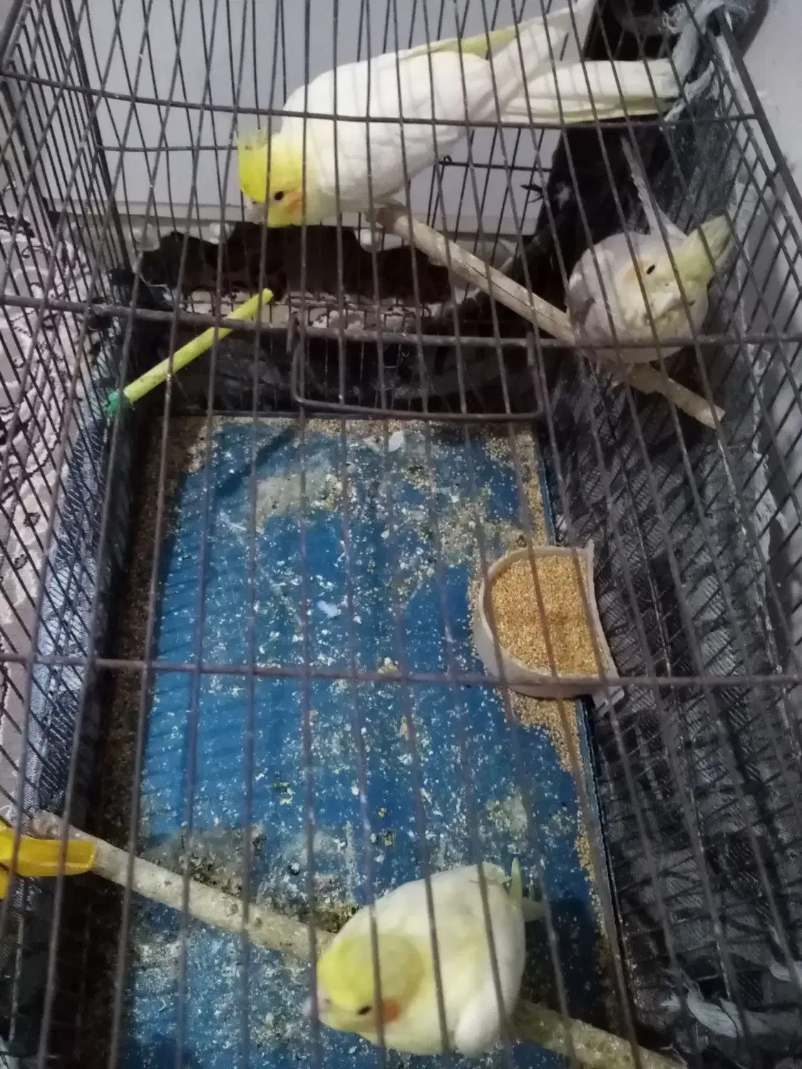 عروس هلندی|پرنده|کاشمر, |دیوار