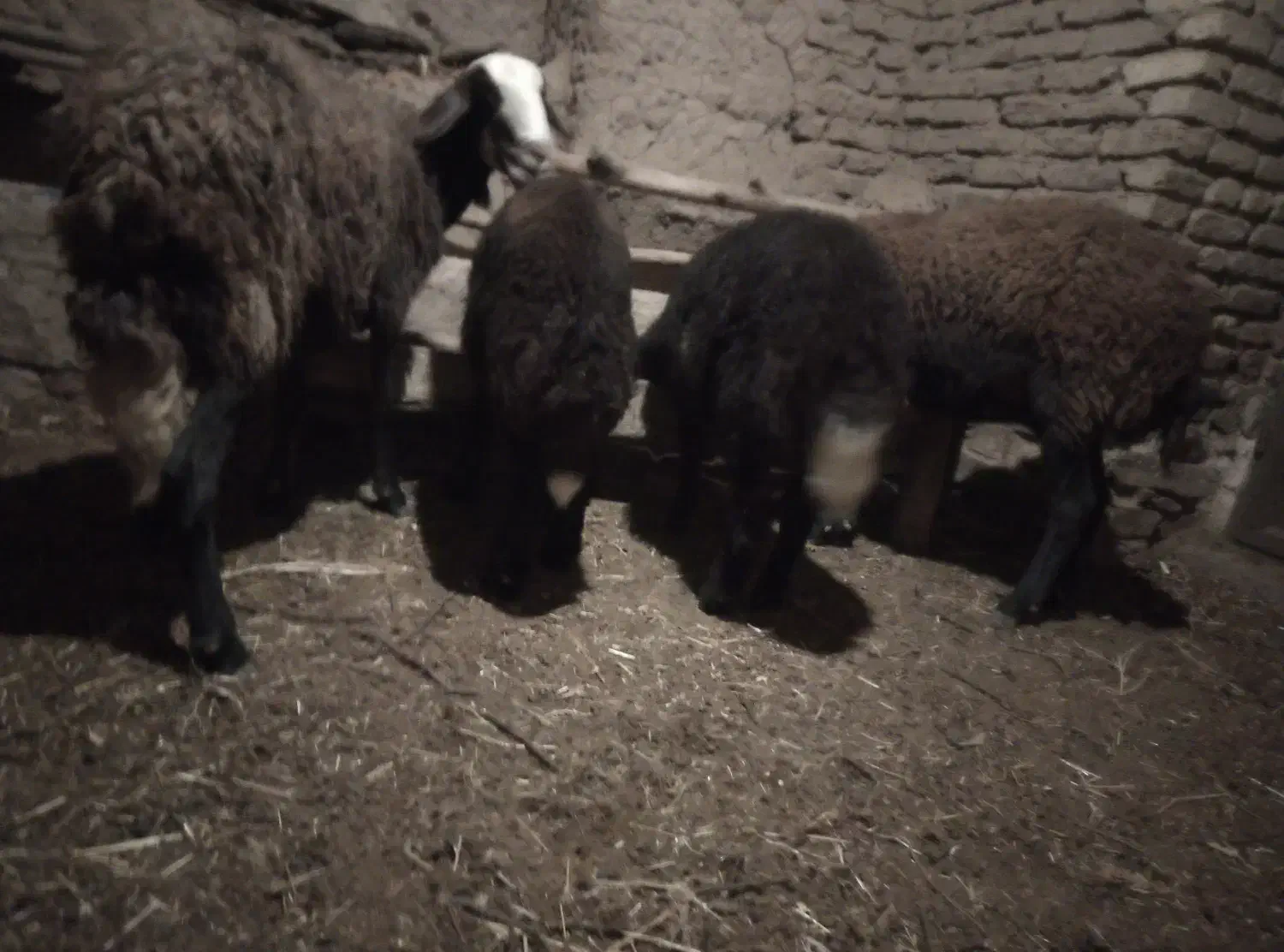 دوراس میش بره درشت گله ای جوان|حیوانات مزرعه|سلیمان, |دیوار