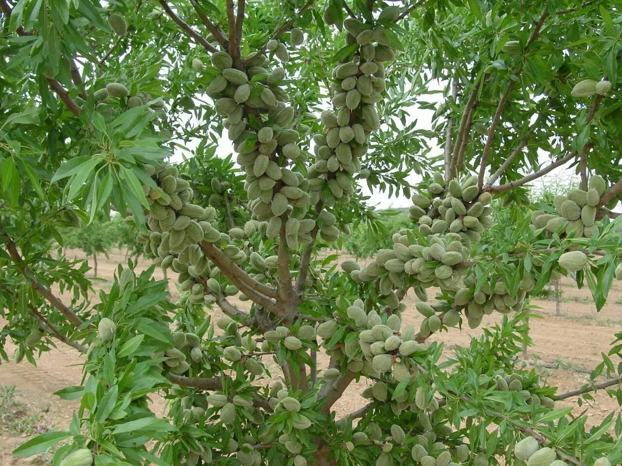 مرکز تولید نهال اصلاح شده و شناسنامه دار (ارومیه)|خدمات باغبانی و درختکاری|تهران, ترمینال غرب|دیوار