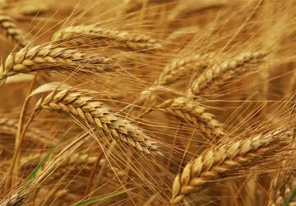 گندم بذر|خدمات باغبانی و درختکاری|خزل, |دیوار