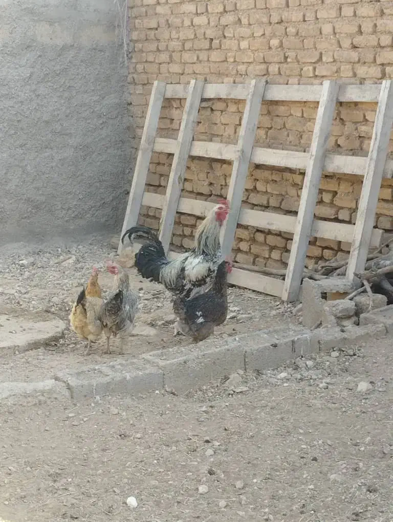 خروس لاری|حیوانات مزرعه|فسا, |دیوار