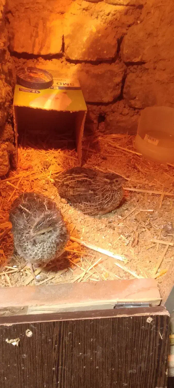 جوجه بلدرچین|حیوانات مزرعه|چناران, |دیوار