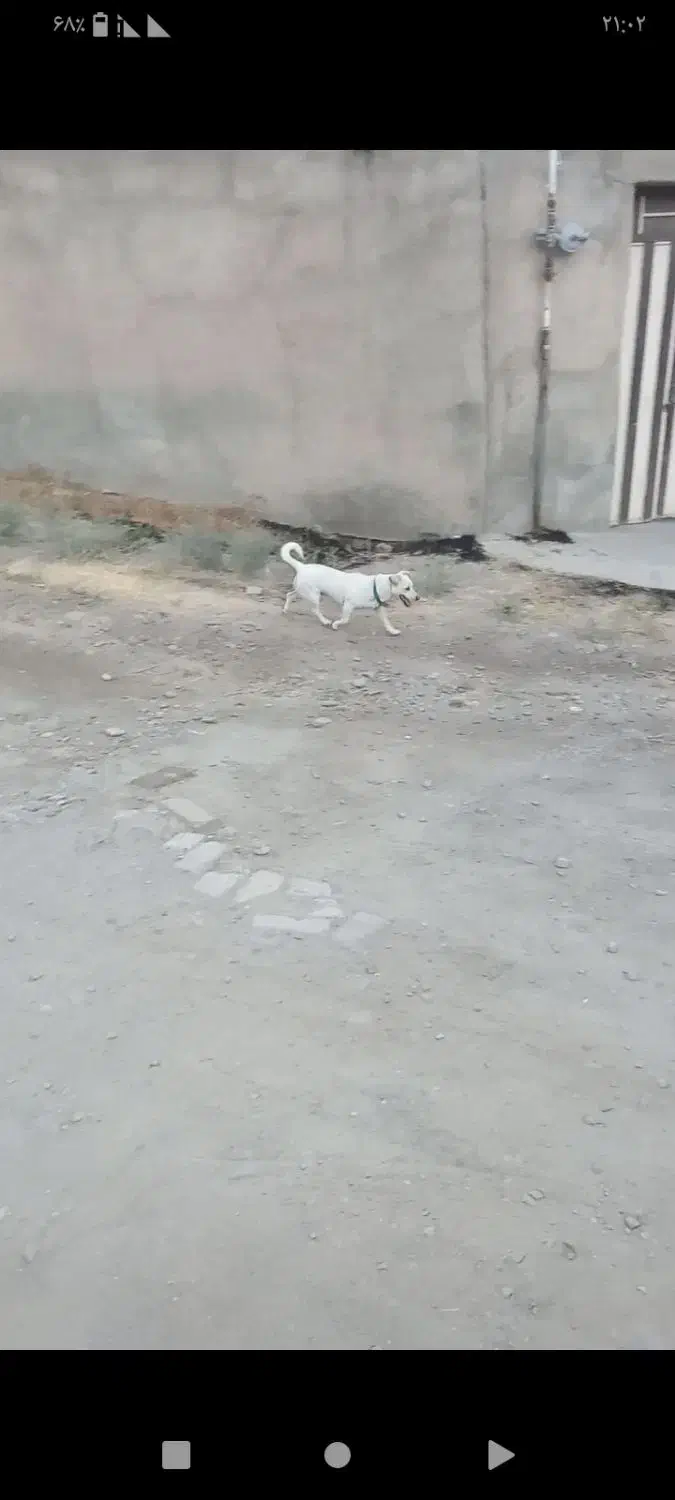 سگ پا کوتاه|سگ|آبیک, |دیوار