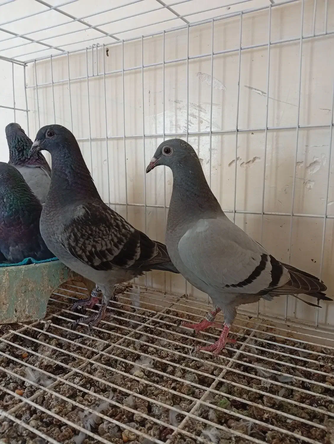 جوجه پلاکی نسل بازرگان|پرنده|خرمشهر, |دیوار