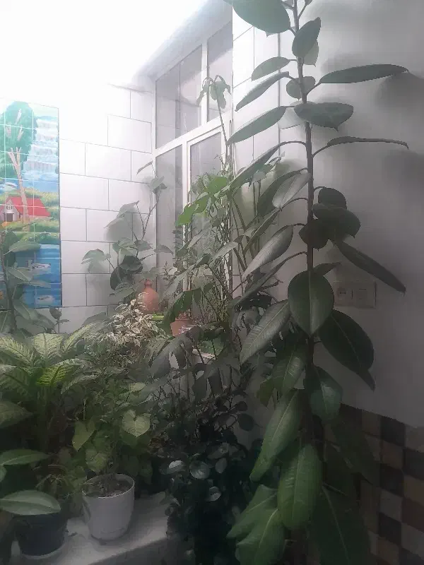 گل فیکوس بلند|گل و گیاه طبیعی|شهرکرد, |دیوار