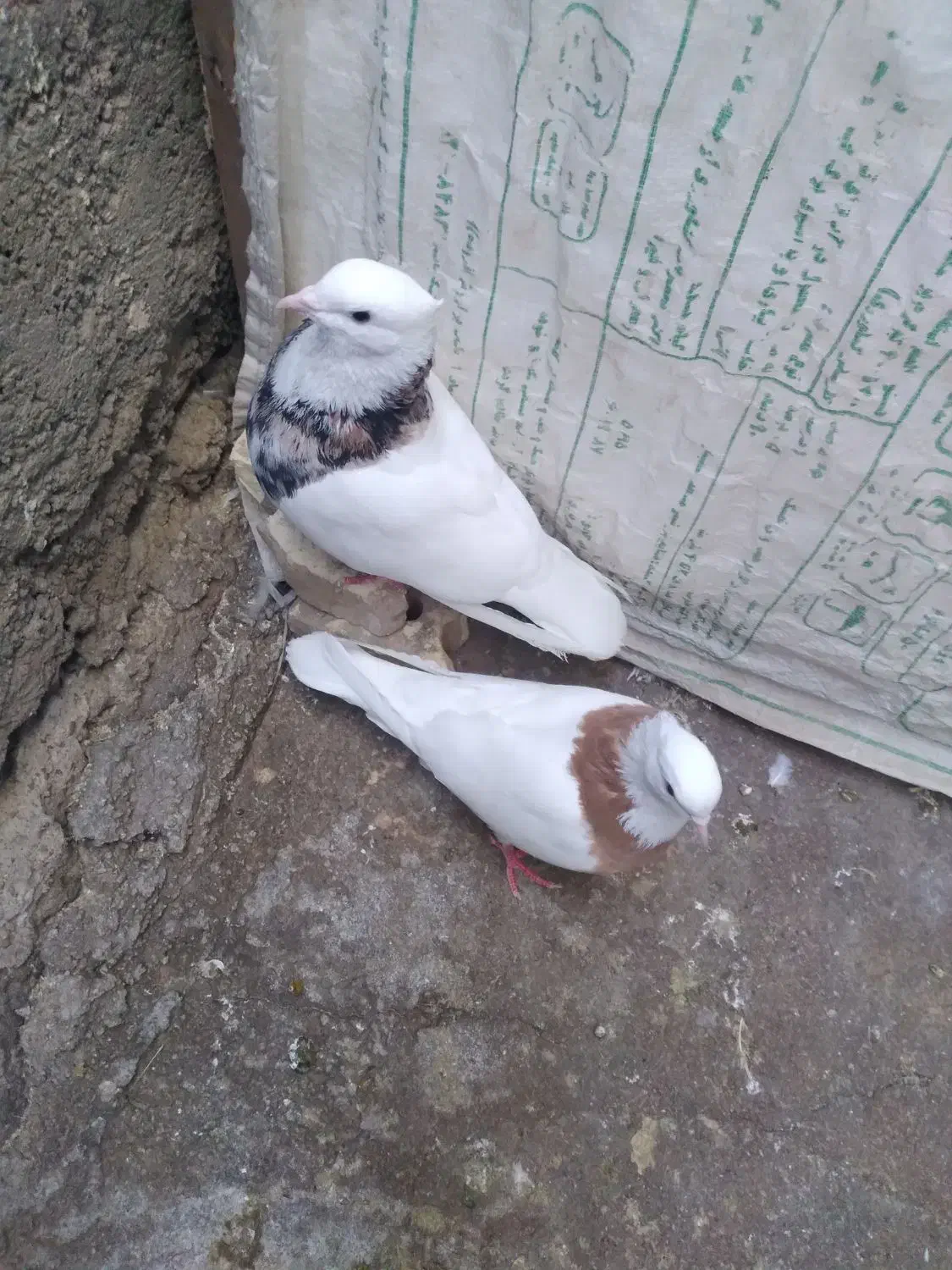 کبوتر طوقی|پرنده|شوش, |دیوار