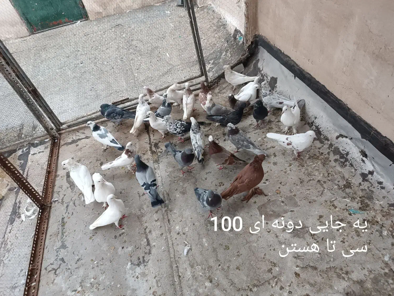 کفتر گرفتنی|پرنده|قم, دروازه ری|دیوار