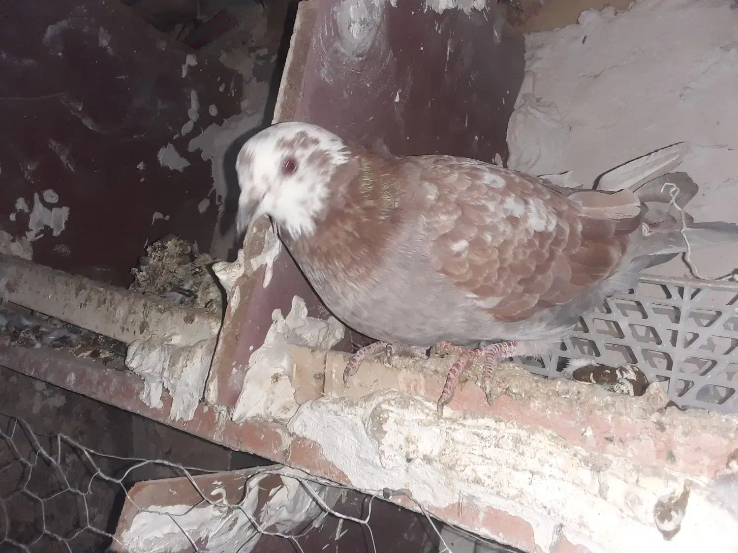 کبوتر پرشی|پرنده|قیدار, |دیوار