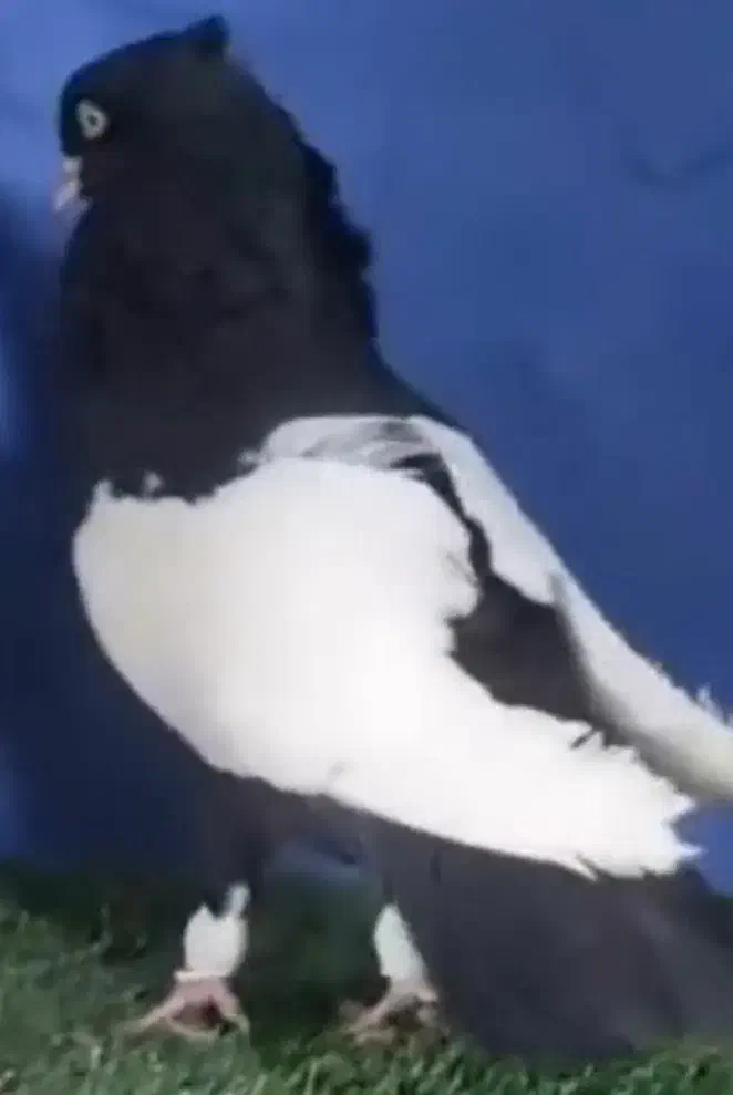 کبوترسینه ای واکسی|پرنده|داران, |دیوار