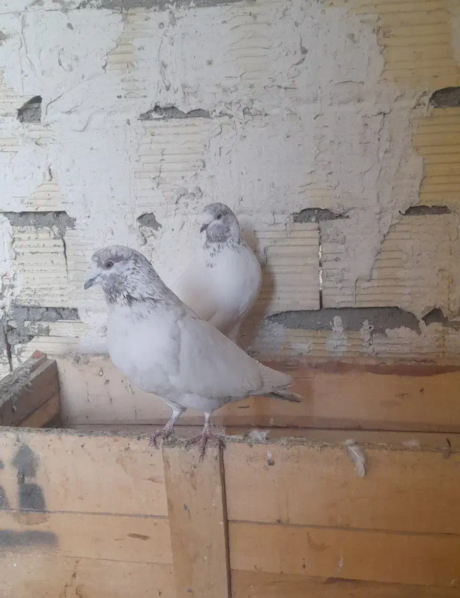 باش چیل|پرنده|ابهر, |دیوار