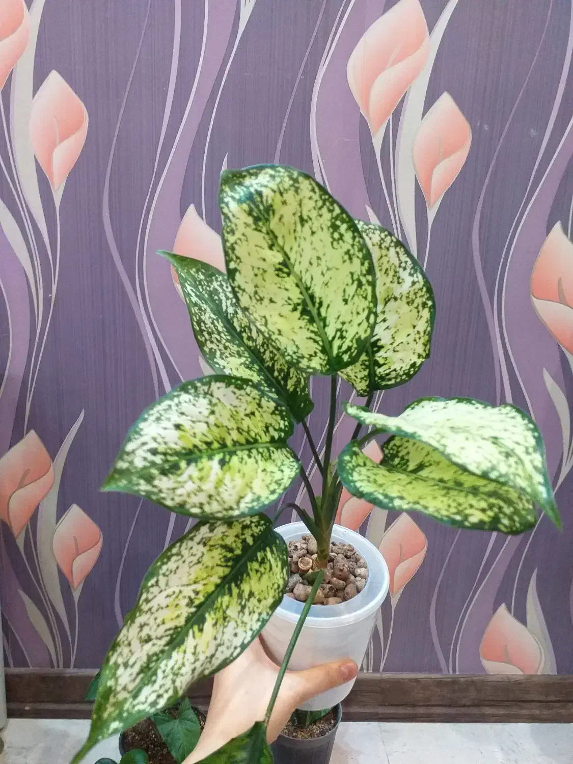 گل آگلونما برفی قاشقی افوربیا سانسوریا سینگونیوم|گل و گیاه طبیعی|تهران, صادقیه|دیوار