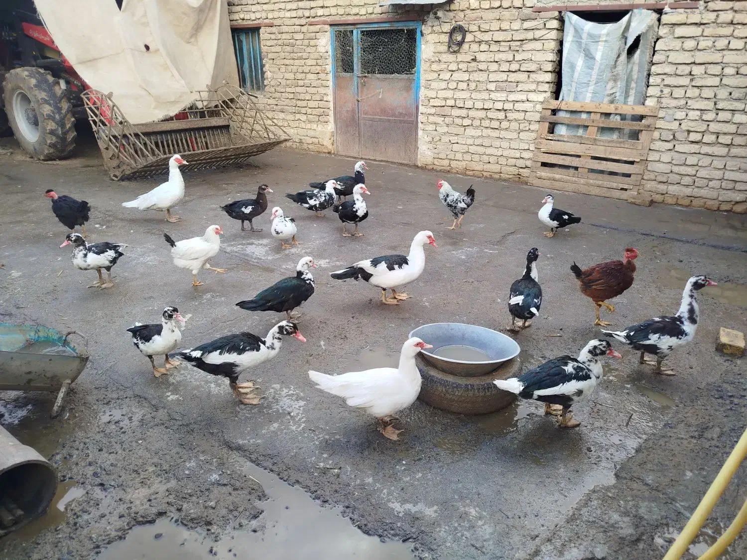 اردک اسرائیلی|حیوانات مزرعه|دینور, |دیوار