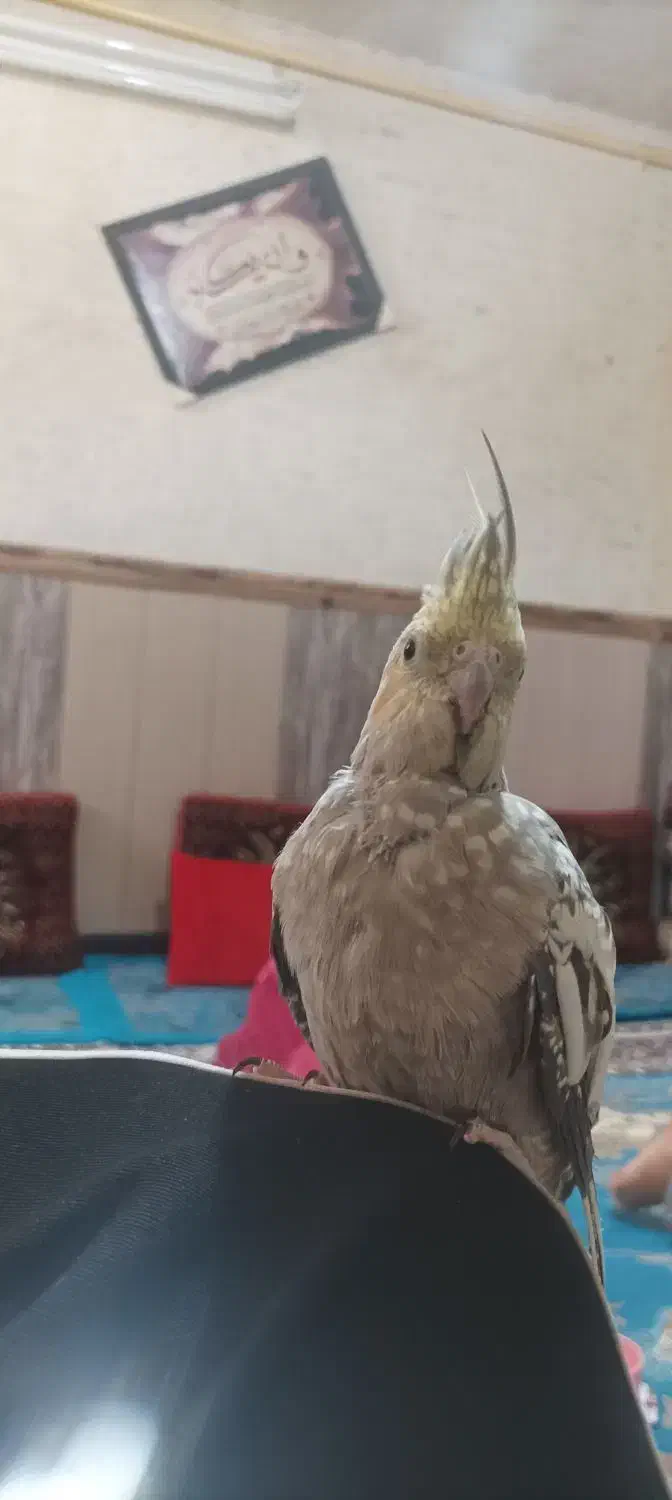 عروس هلندی|پرنده|تفت, |دیوار