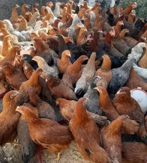 دوتک جوجه|حیوانات مزرعه|نجف‌آباد, هفده شهریور|دیوار