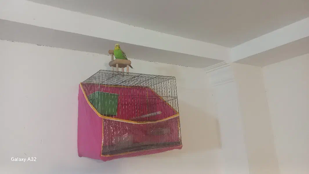 مرغ عشق نر|پرنده|قشم, |دیوار