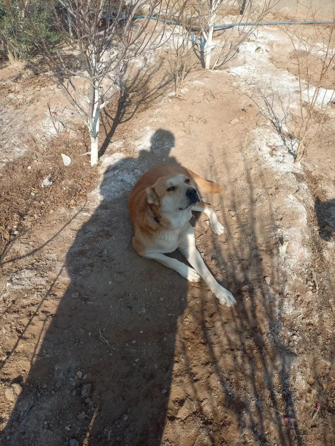 سگ نگهبان|سگ|تهران, افسریه شمالی|دیوار