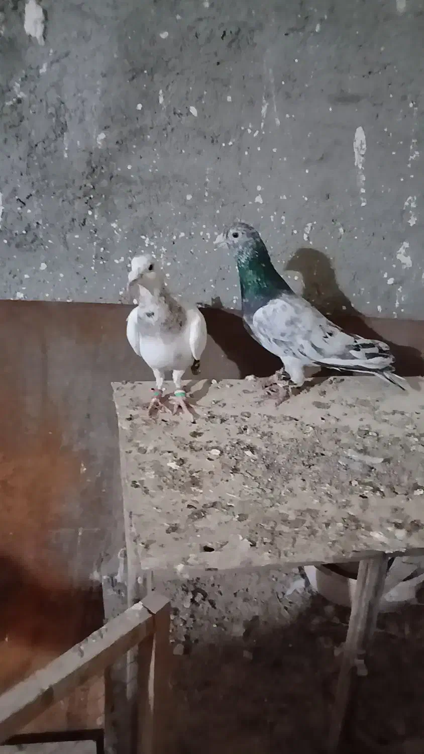 کفتر سار و طوقی|پرنده|مشهد, زمانه|دیوار