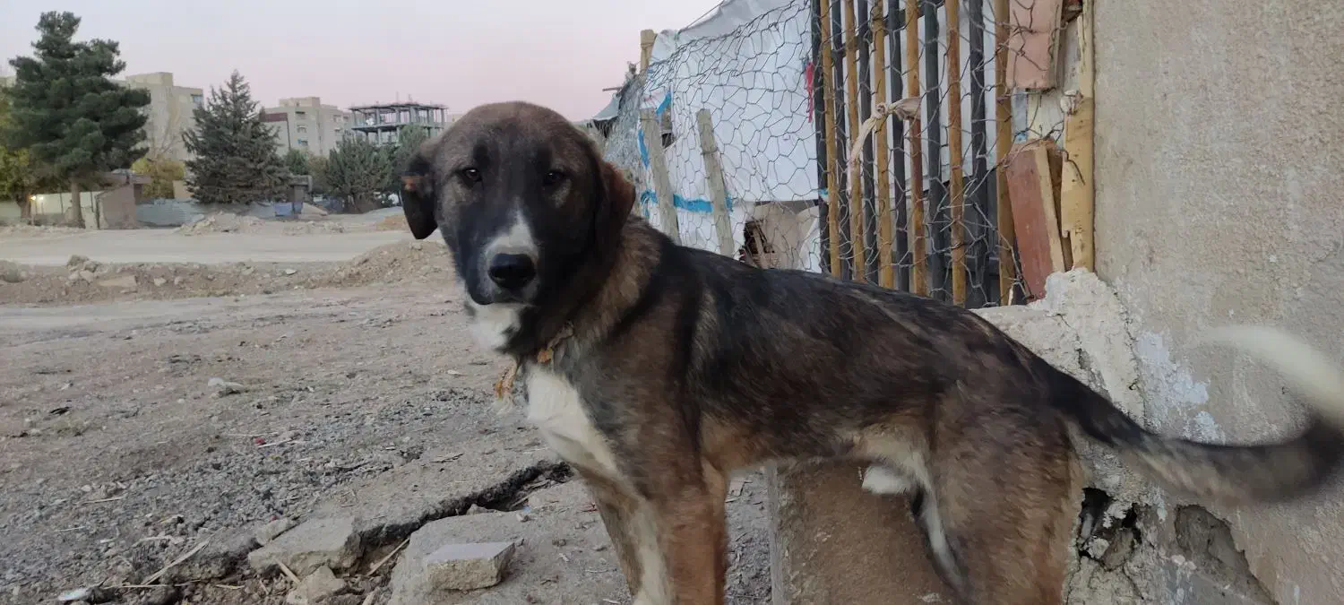 سگ سرابی اصیل|سگ|سنندج, |دیوار