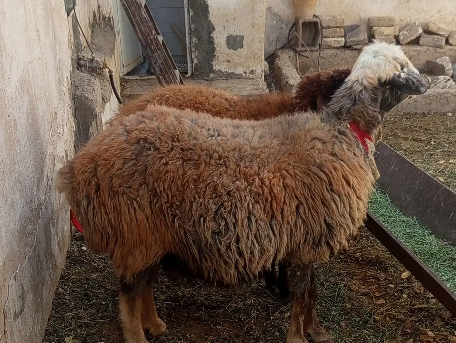 میش|حیوانات مزرعه|خمینی‌شهر, |دیوار