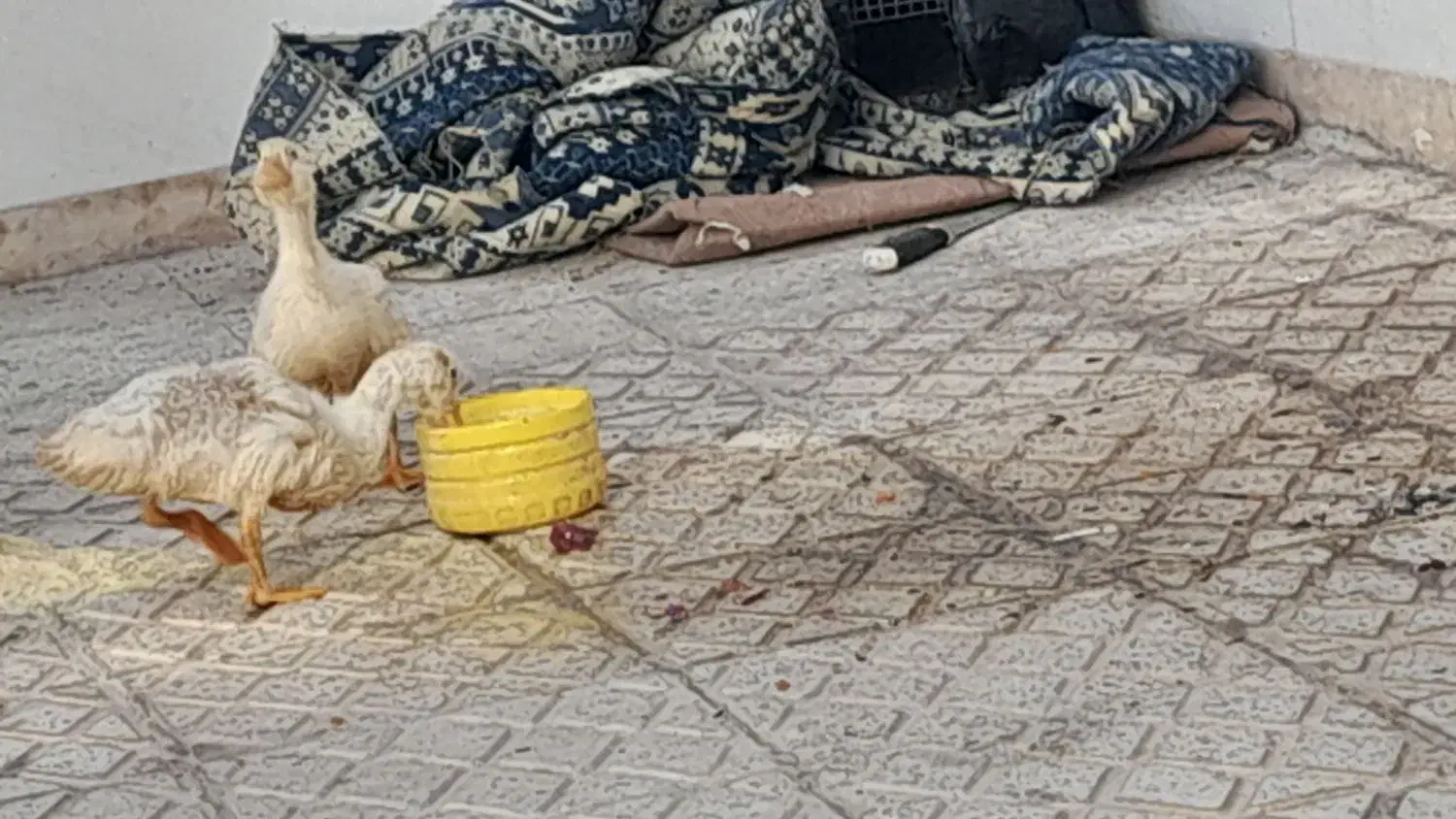 پرنده|پرنده|دهق, |دیوار