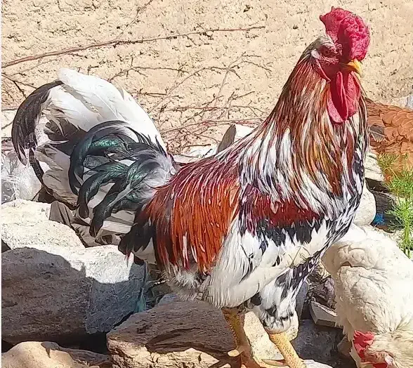 جوجه|حیوانات مزرعه|مسجد سلیمان, |دیوار