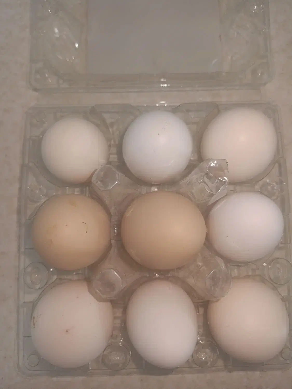 فروش تخمه نطفه دارفروش مرغ گلین لری فروش خورس|حیوانات مزرعه|اصفهان, عطار نیشابوری|دیوار