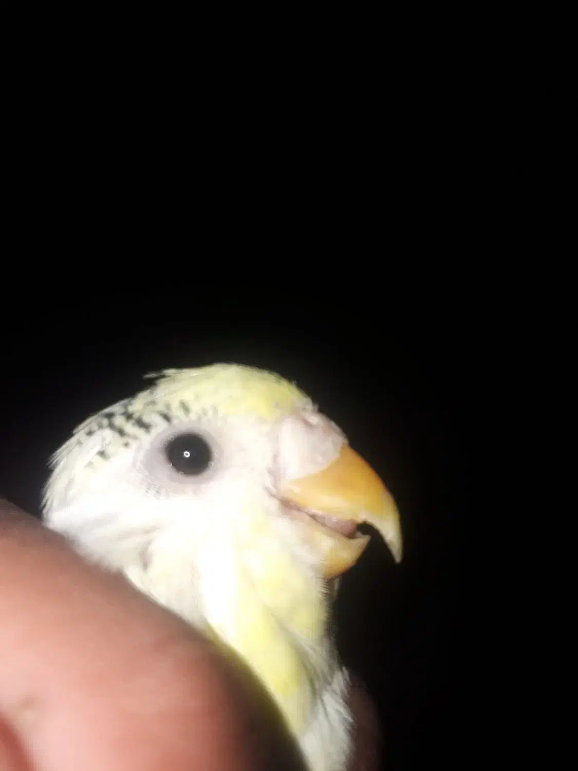 مرغ عشق کاشانی بالغ|پرنده|زاهدان, |دیوار