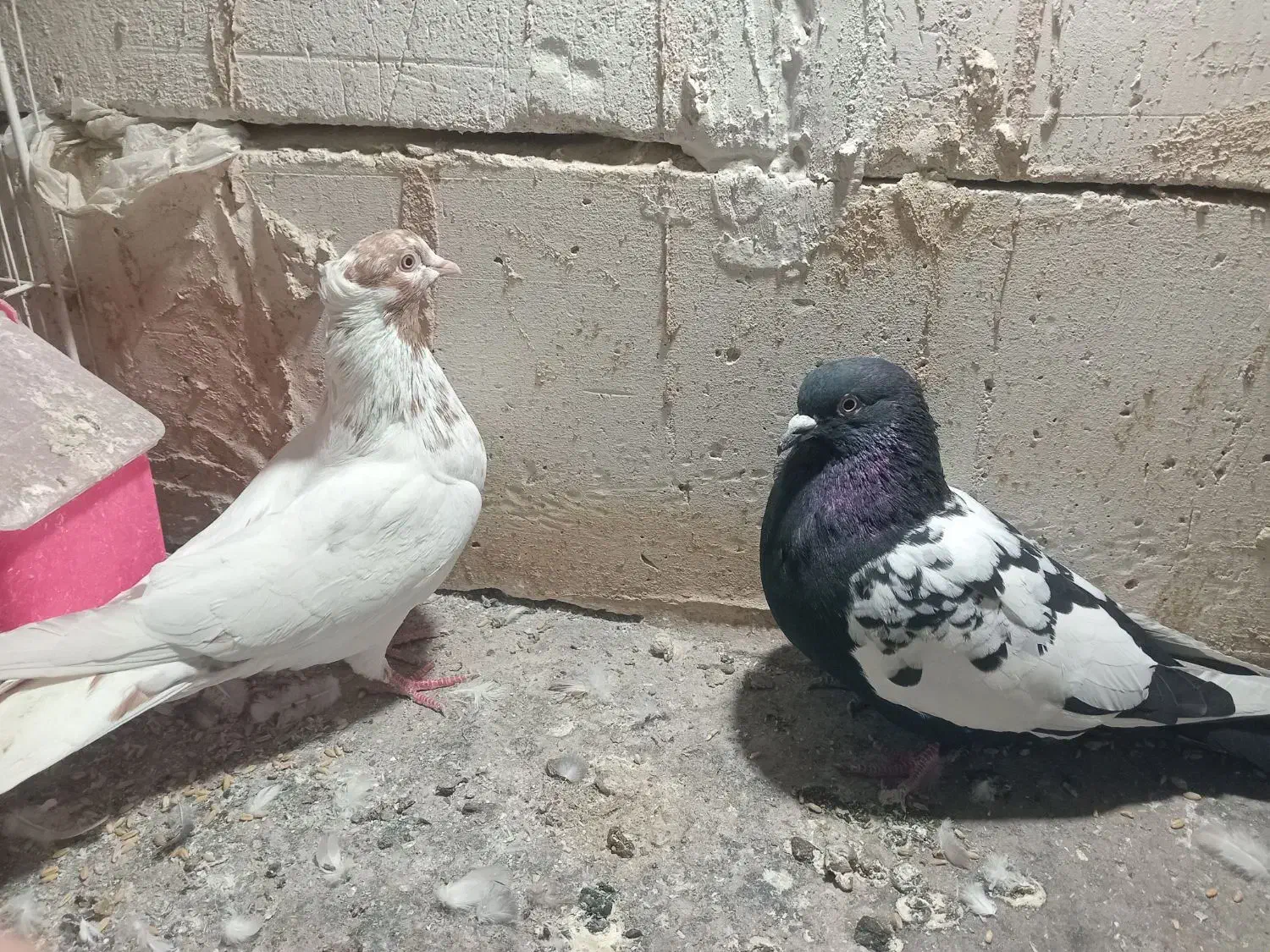 صید|اسباب‌‌بازی|مشهد, شفا|دیوار