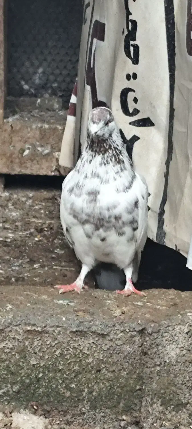 کبوتر نر پرشی عالی خال قرمز|پرنده|سرخرود, |دیوار