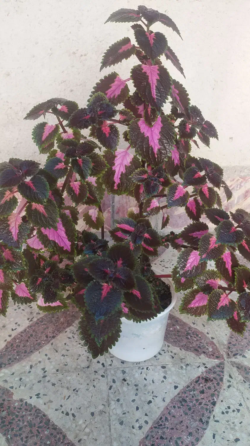 گل حسن یوسف|گل و گیاه طبیعی|اندیمشک, |دیوار