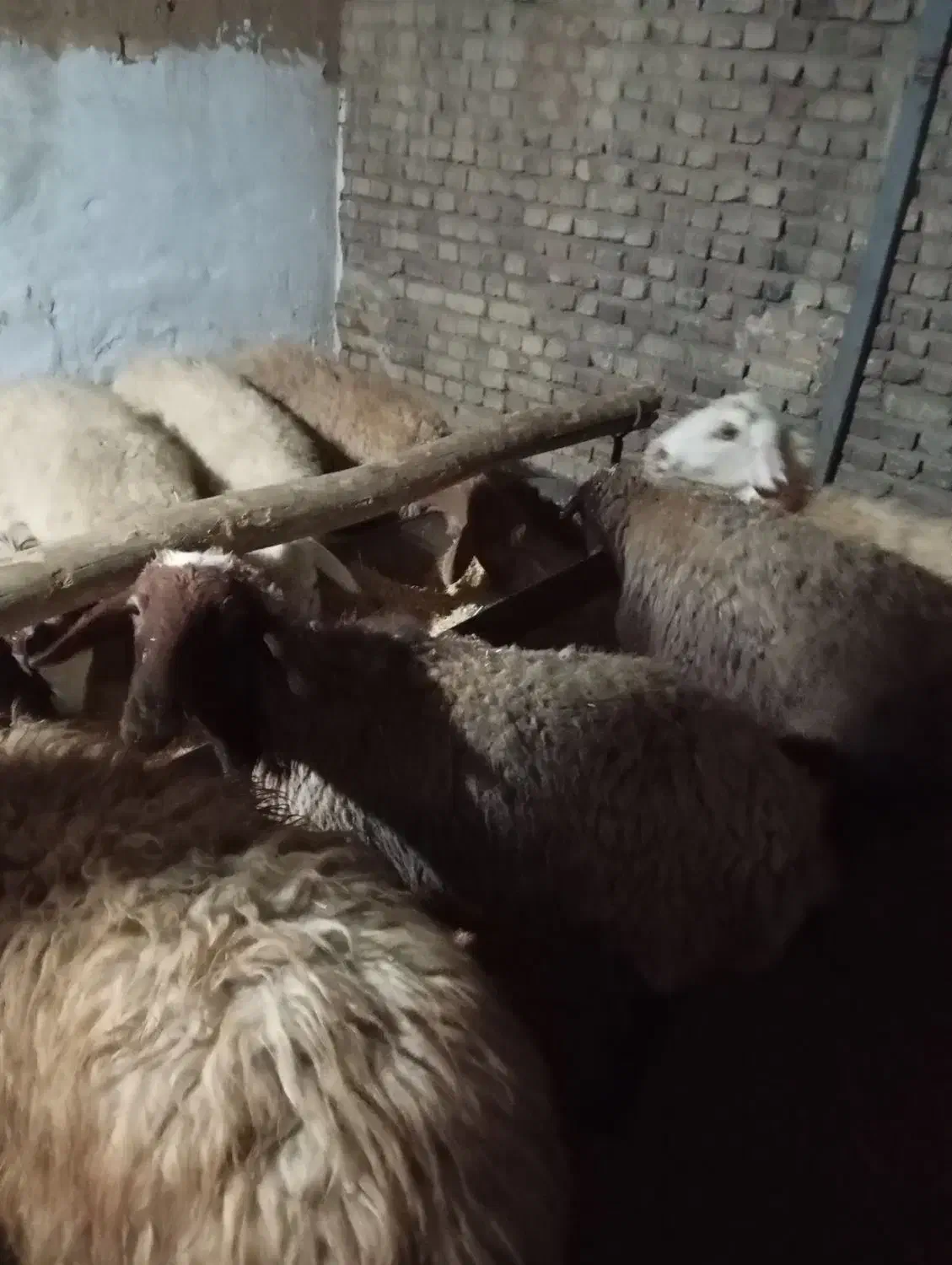 تعداد22راس میش جوان و ابستن|حیوانات مزرعه|خمین, |دیوار