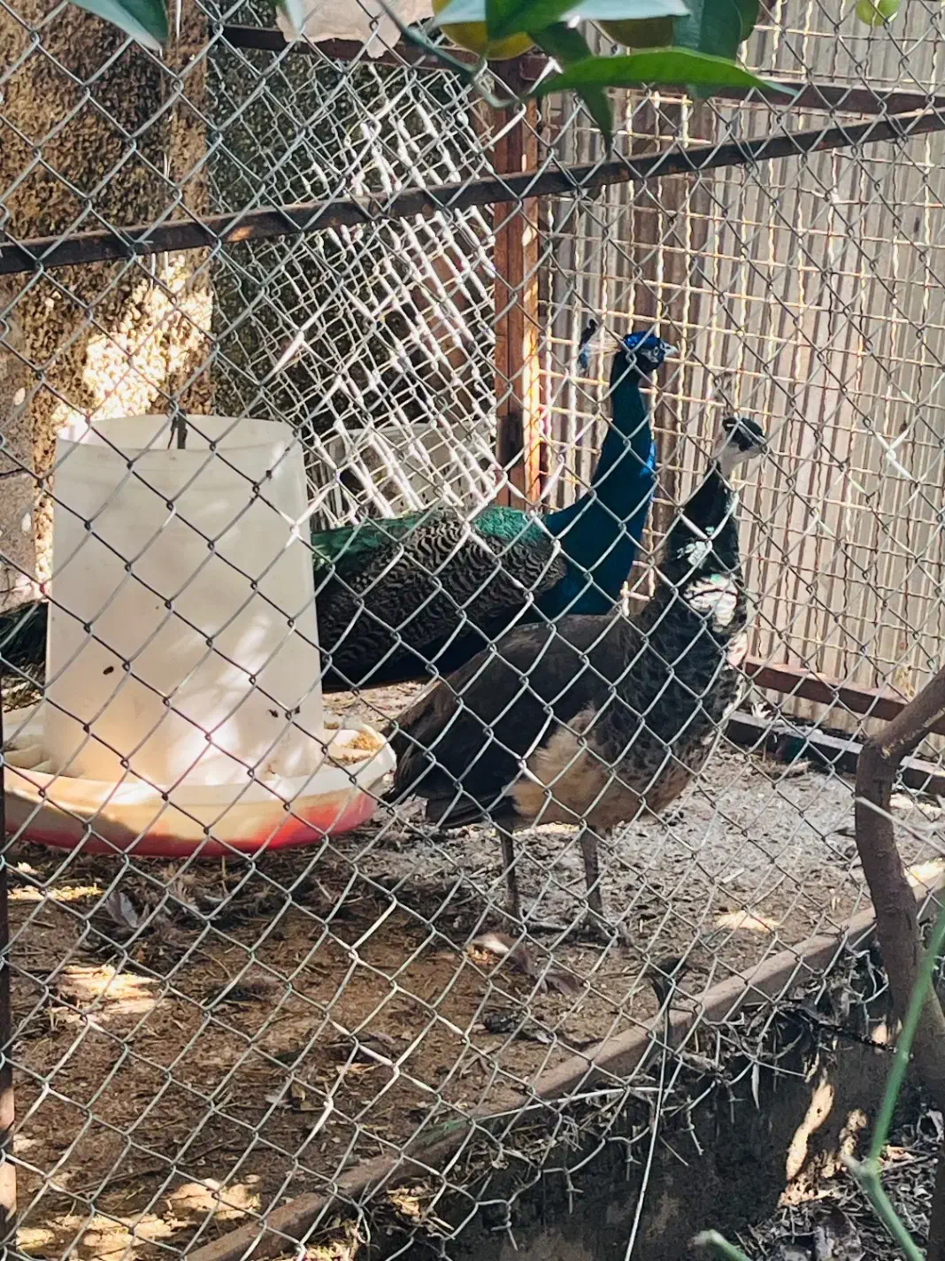 فروش یک جفت طاووس|پرنده|چالوس, |دیوار