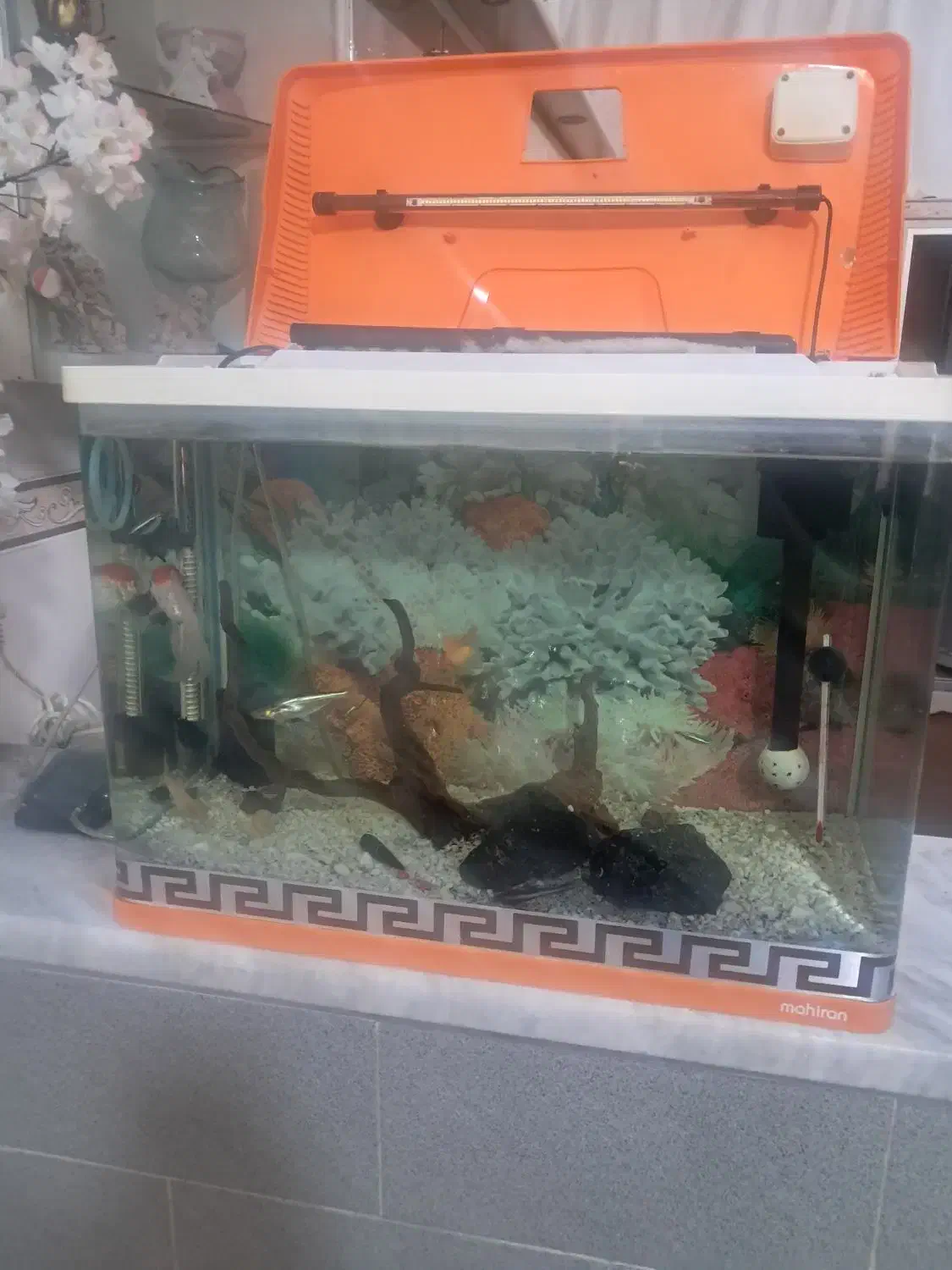 اکواریوم|ماهی|قم, نوبهار|دیوار