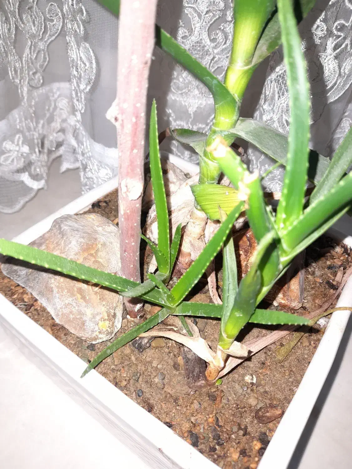 گیاه شاخ بزی|گل و گیاه طبیعی|تهران, مشیریه|دیوار