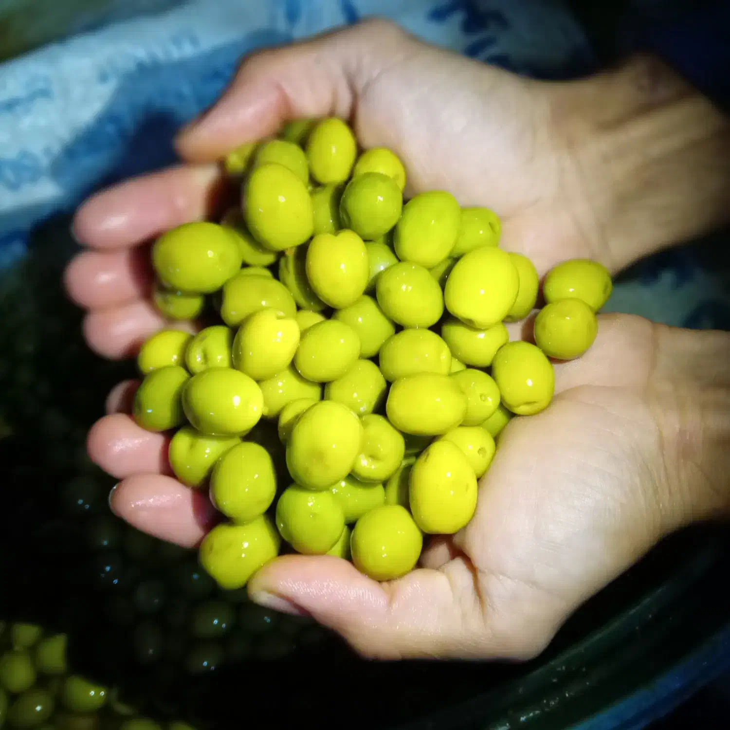 زیتون کنسروی رودبار|خوردنی و آشامیدنی|رودبار, |دیوار