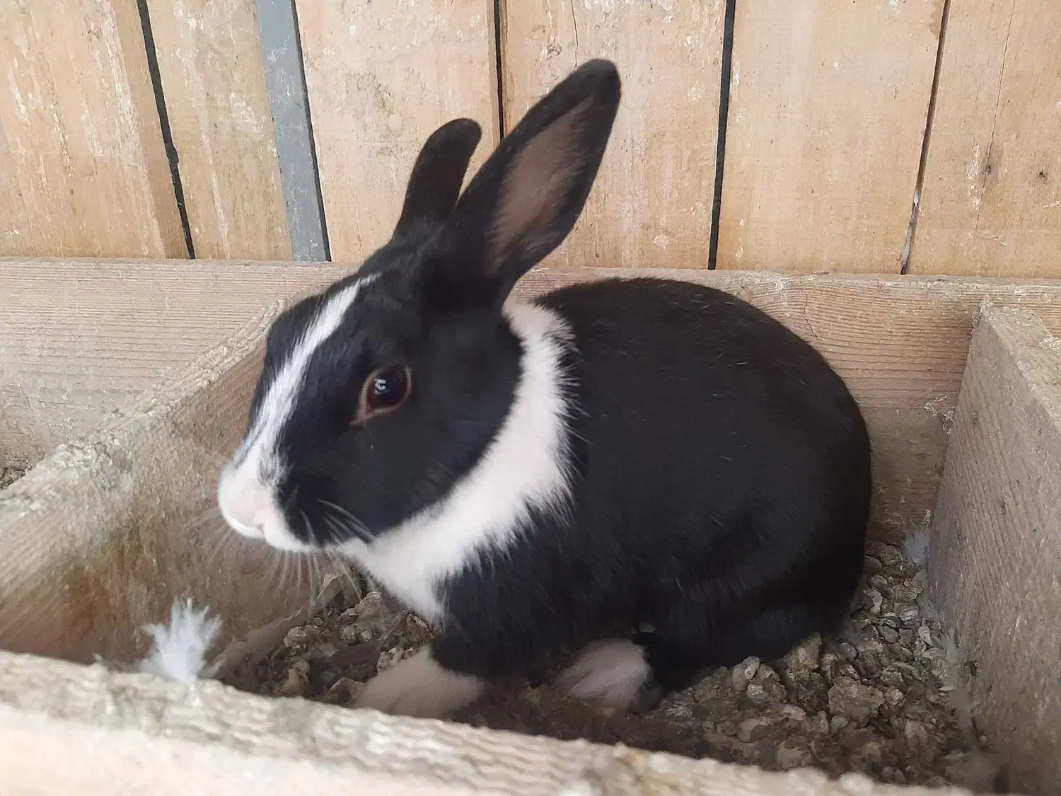 فروش خرگوش خونگی|موش و خرگوش|شاهرود, |دیوار