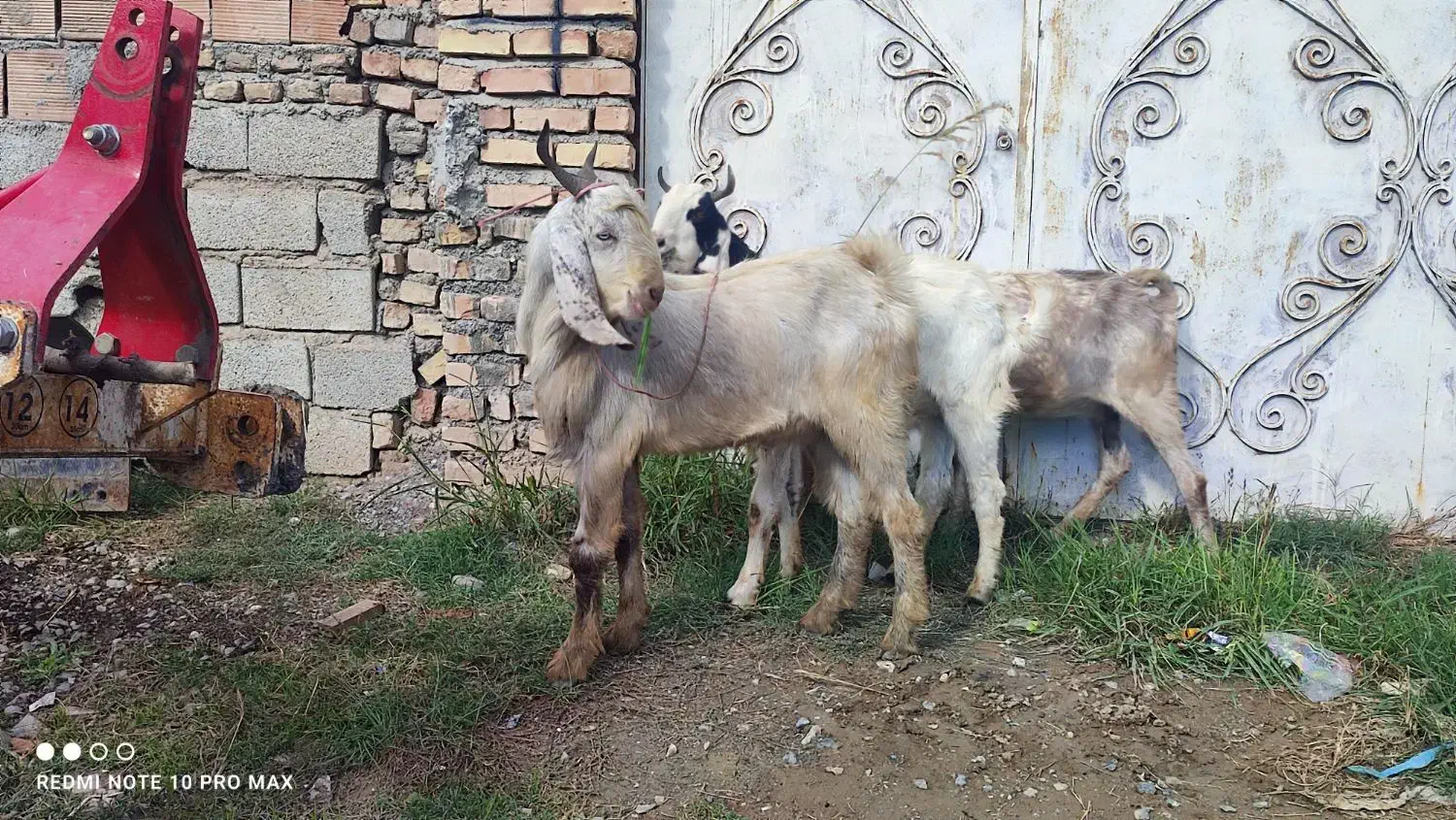 بزغاله نر|حیوانات مزرعه|گرگان, |دیوار