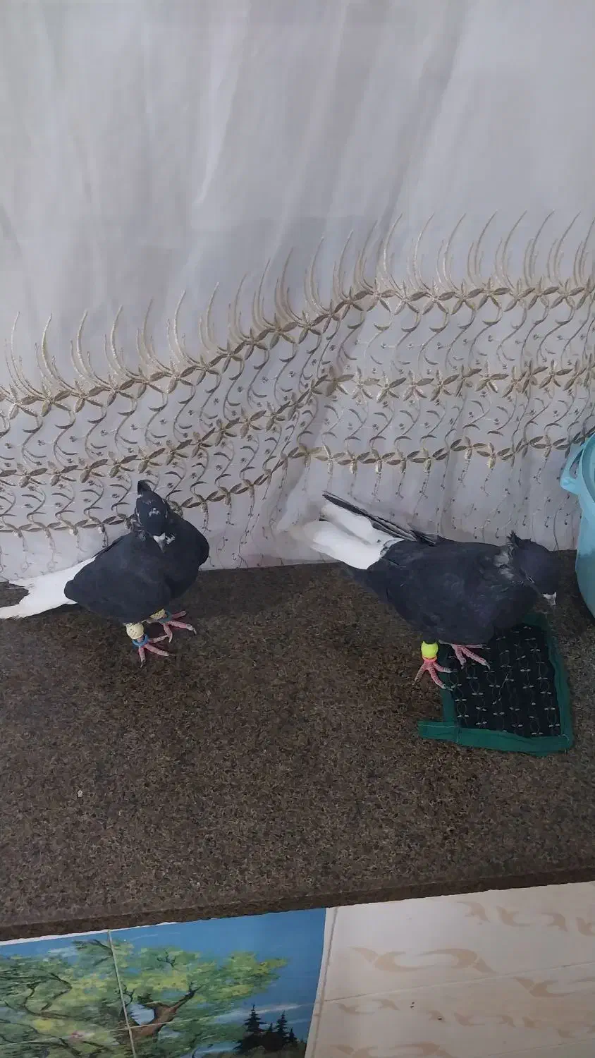 کبوتر اشعل تمیز وجوان|پرنده|اهواز, کوی مندلی(سه راه خرمشهر)|دیوار