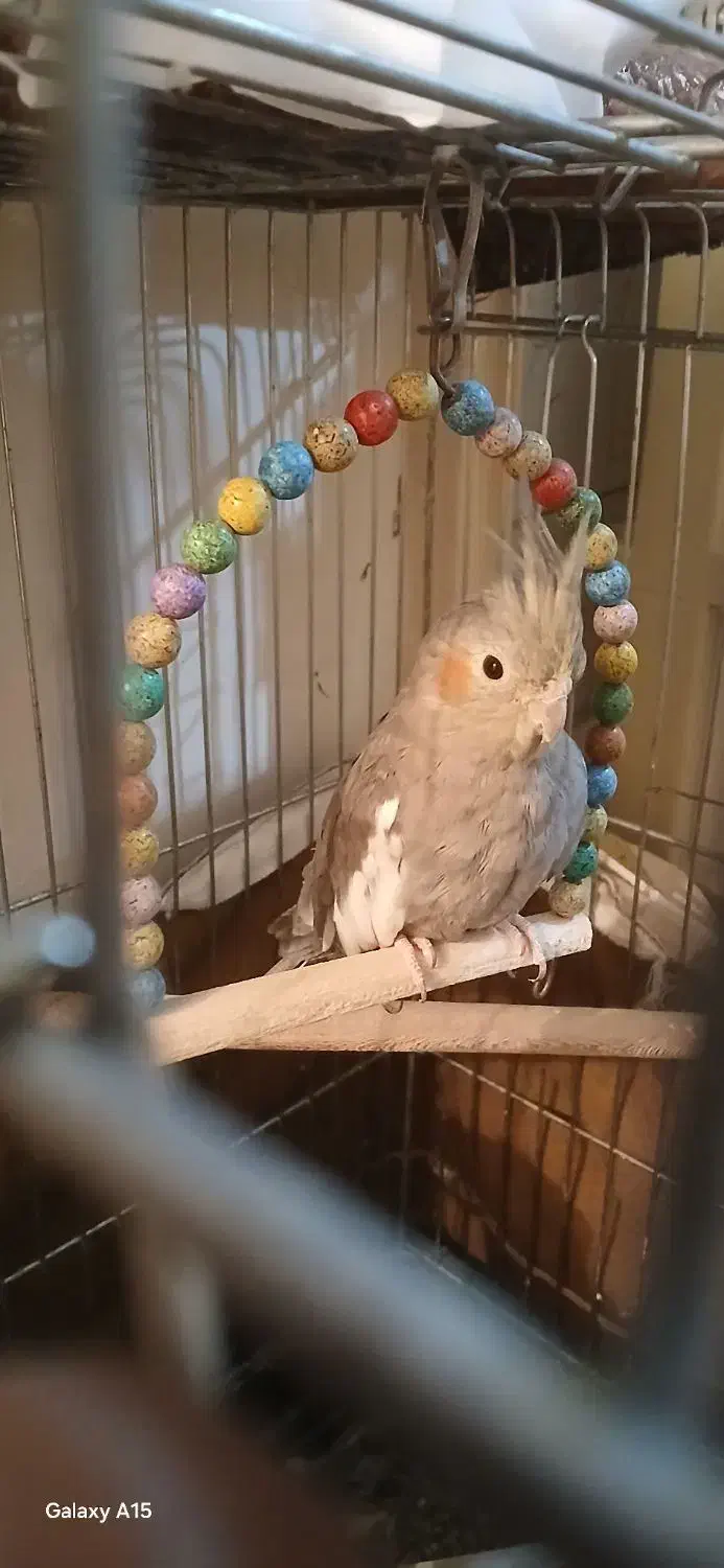 ۲ عدد عروس هلندی ماده بالغ|پرنده|اسلامشهر, شهرک محمدیه|دیوار